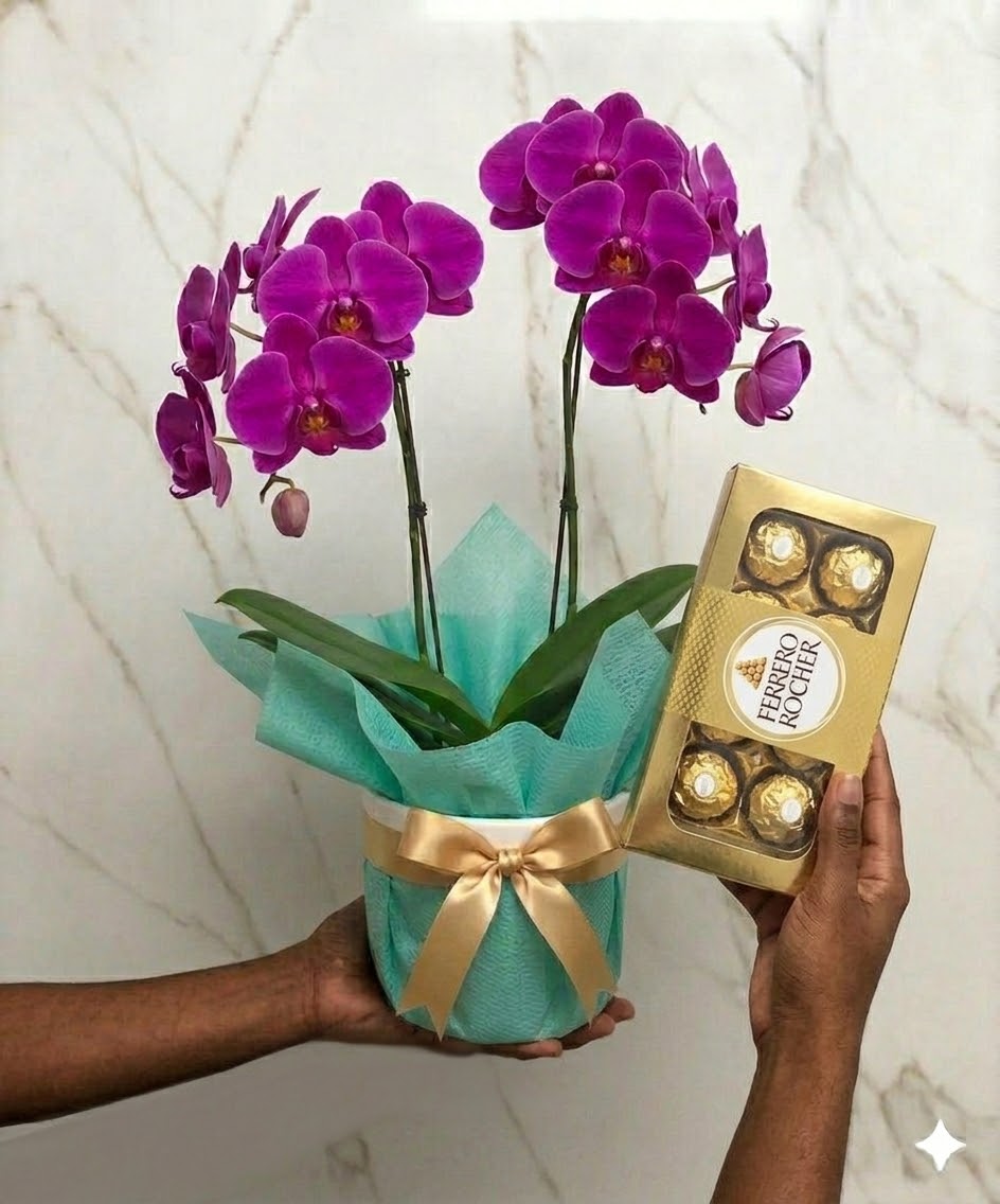 Orquídea Phalaenopsis Roxa com Ferrero